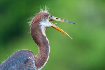 Screaming great blue heron
