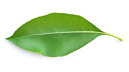 Obraz premium Green Leaf Isolated on White Background for Organic Designs
