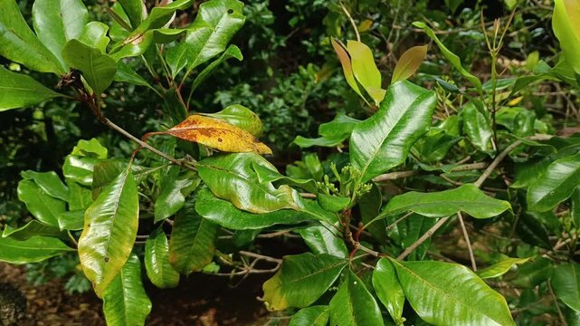 Clove flowers or cigarette material with close spacing. 4k video