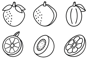  mamey sapote line art elegant botanical fruit drawing