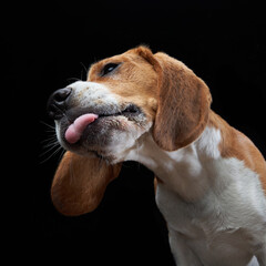 A beagle is captured mid-lick, curling its tongue against a black background. The detailed shot...