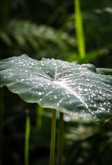 taro leaf with raindrop in closed up portrait