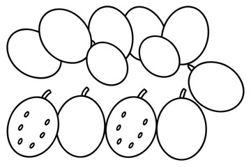 longan line art botanical illustration tropical fruit sketch