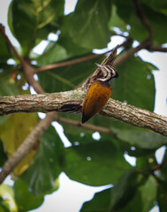 a woodpecker perch on tree branch