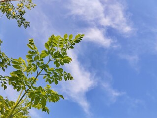 Low angle view of moringa leaves (moringa oleifera) with clear sky view background