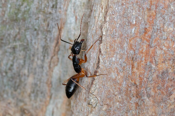 Camponotus consobrinus - ant ascending bark surface