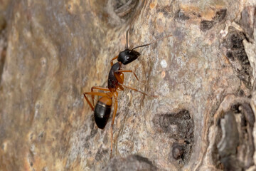 Camponotus consobrinus - sugar ant foraging on tree trunk