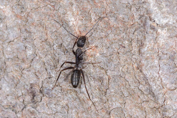 Sugar ant - Camponotus sp. - close-up view
