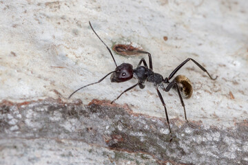 Camponotus suffusus - sugar ant species in natural habitat