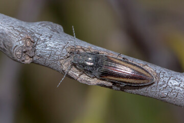 Crepidomenus decoratus - Australian click beetle close-up