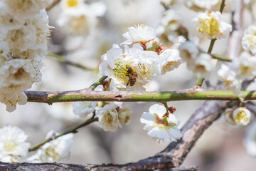 Under the warm sun, a honeybee visits white plum blossoms with layered petals. - prunus mume
