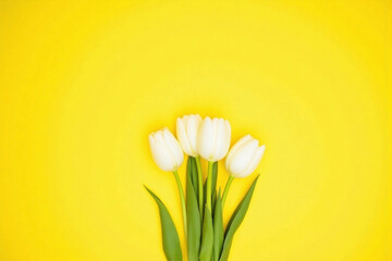 white tulips on a yellow background © AuraBloom