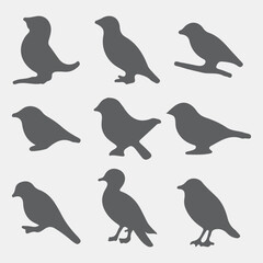 Fototapeta premium collection of birds