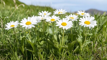 Obraz premium Daisies growing in green grass under blue sky