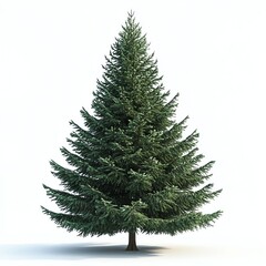 Fototapeta premium Isolated Fir Tree on White Background - a Perfect Holiday Decoration
