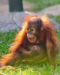 Naklejka premium Potrait A reddish-brown orangutan with long arms and shaggy fur looks thoughtfully. Its expressive eyes convey intelligence and a gentle nature. 10 april 2025 Indonesia