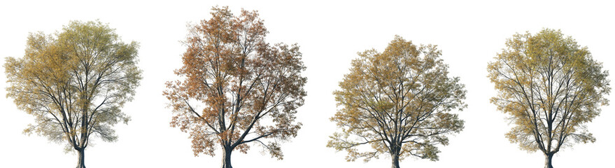Set of autumn 4 Quercus phellos (the willow oak) trees isolated png on a transparent background perfectly cutout © Viktoria