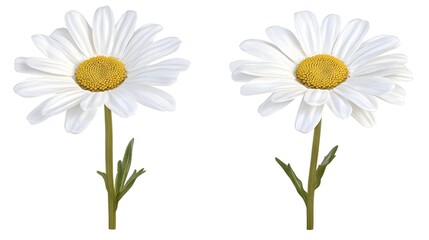 Fototapeta premium Two Delicate White Daisies on a Soft Background for Design Use