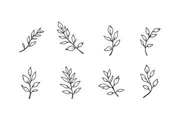 Willow Leaf line art illustration © Sumi Khanom