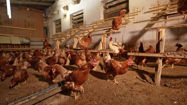 Dozens of brown hens move freely inside a well-lit, rustic indoor chicken coop, perched on wooden roosts and feeding on the ground. Authentic scene of natural poultry farming.