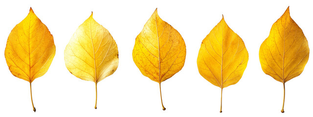 Obraz premium Bright yellow autumn leaves arranged in a row isolated on transparent background