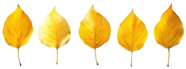 Bright yellow autumn leaves arranged in a row isolated on transparent background