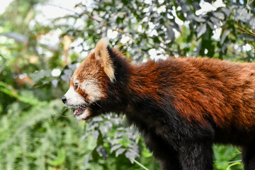 横向きのレッサーパンダ
