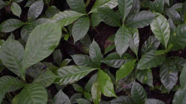 close up view of durian tree seedlings