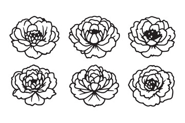 Peony line art illustration