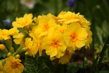 Echte Schlüsselblume, Wiesenprimel
Primula veris