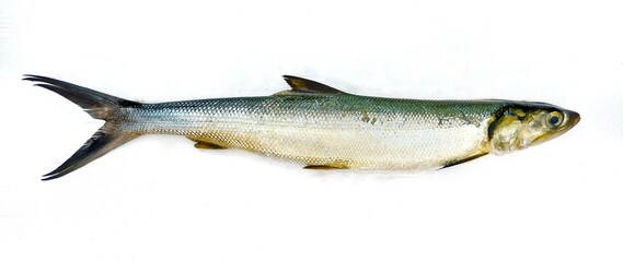milkfish on white background