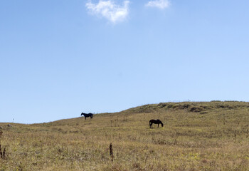 nature park, horse grazing on pastures with sparse vegetation autumn period in nature