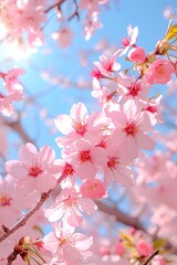 Obraz premium Spring Cherry Blossoms (1)