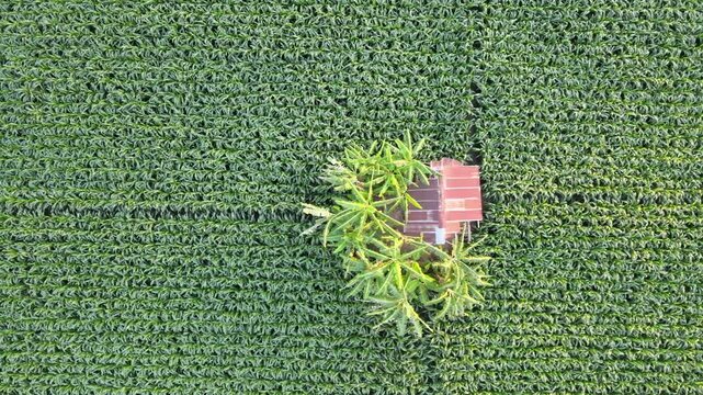 Aerial Drone View of Small Hut in the Middle of Green Cornfield &ndash; Rural Farming and Nature Background Concept
