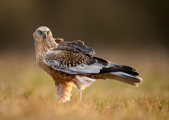 Western Marsh harrier ( Circus aeruginosus )  - male