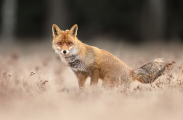 Red Fox ( Vulpes vulpes ) close up