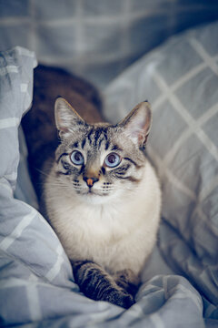A Thai striped cat with striking blue eyes rests comfortably among soft..