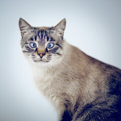Portrait of a Thai tabby cat with blue eyes.