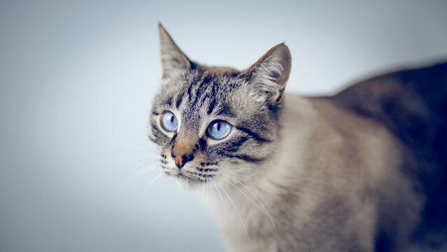 Portrait of a Thai tabby cat with blue eyes.