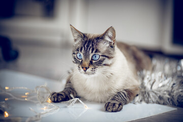 Thai cat with garlands and silver tinsel.