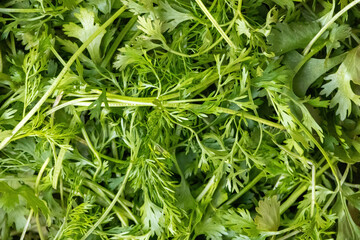 Fresh coriander leaves background. Its scientific name is Coriandrum sativum, and Cilantro is another name for these leaves.
