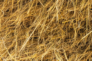 Dry rice straw serves as a common feed for livestock, especially cows and buffaloes, in rural Bangladesh, and is also used as a fuel source for cooking.