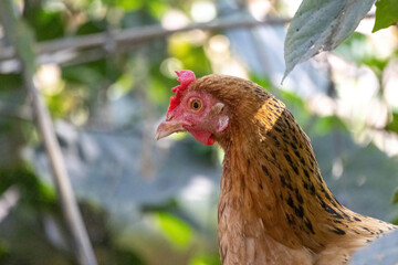 A close-up of a country chicken hen's head, freely roaming and foraging in a village backyard, with a blurred natural background.