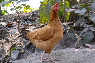A country chicken hen roamed freely in the village backyard, standing and looking curiously.