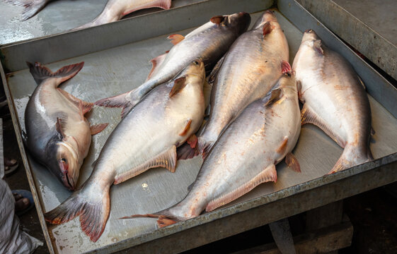 Pangas catfish (Pangasius pangasius), also known as Yellowtail catfish, panga fish, basa fish, and freshwater catfish, are for sale in the local fish market in Bangladesh.