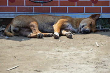 A brown homeless street dog sleeping in the shade on a sunny day.