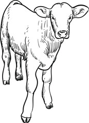 hand drawn artwork calf young cow