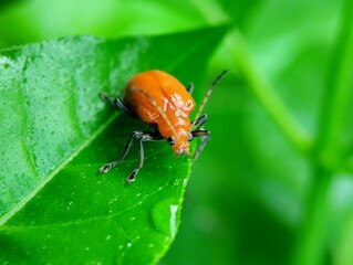 Aulacophora indica or orange beetle walking on a green leaf with a blurred background 
