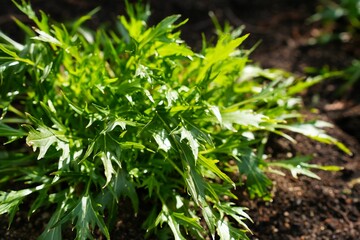 収穫前の水菜