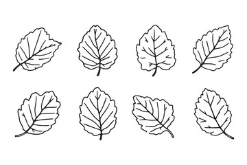 Pecan Leaf line art illustration